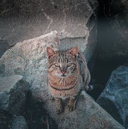 Portrait of cat sitting on rock