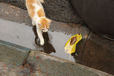 A kitten playing with water on the road