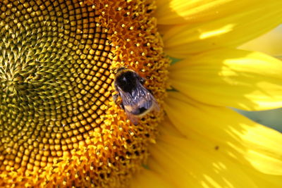 Close-up of bee pollinating on sunflower