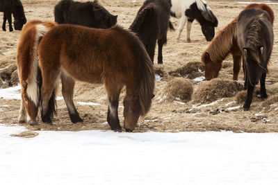 Wild herd of icelandic ponies on a meadow in spring