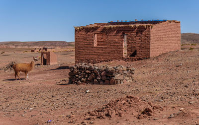 Lama in desertic bolivian landscape 