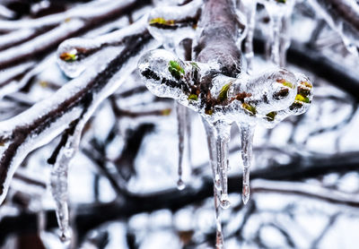 Close-up of spider on flower