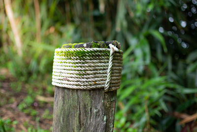 Close-up of lizard on wooden post in field