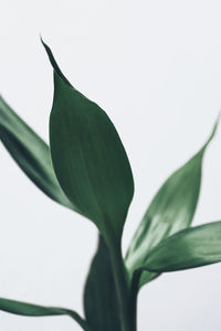 Close-up of plant against white background