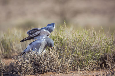 Bird perching on a field