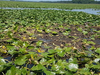 High angle view of water lily in lake