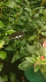 High angle view of insect on leaves