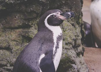 Close-up of penguin on field