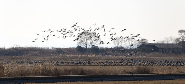 Flock of birds flying in the sky