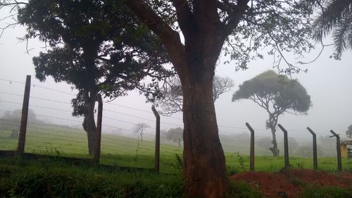 Trees on field against sky