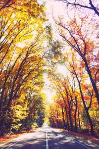 Road passing through trees