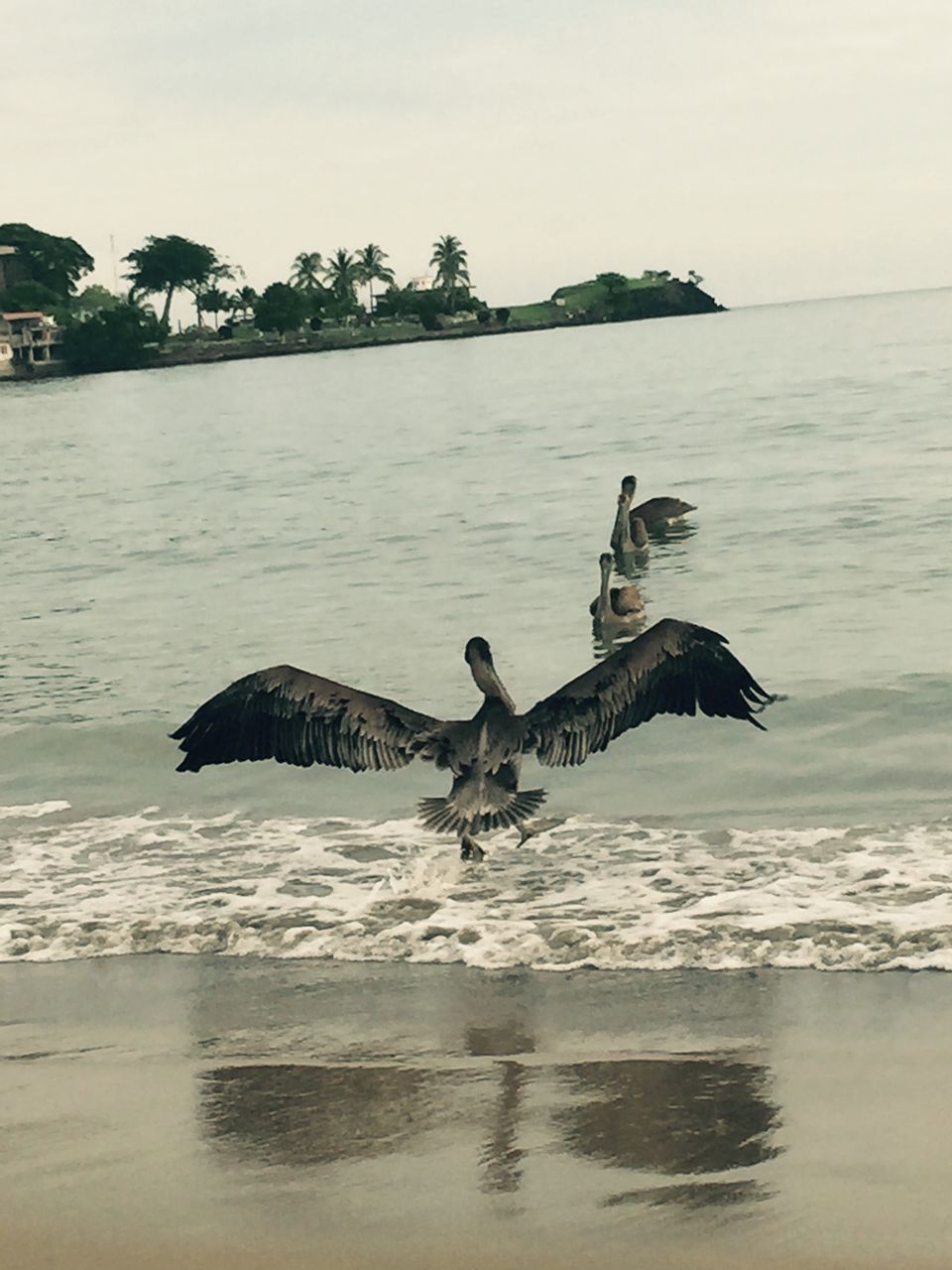 water, bird, animal themes, sea, animals in the wild, wildlife, beach, seagull, shore, nature, one animal, spread wings, tranquility, beauty in nature, sky, tranquil scene, flying, sand, scenics, clear sky