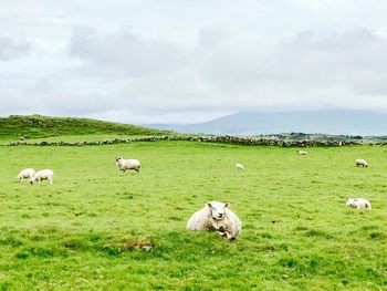 Irish sleep sheep