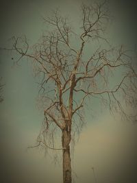 Close-up of tree against sky at sunset