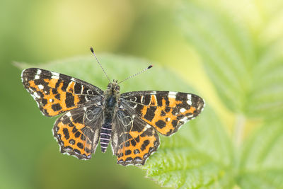 Map butterfly with wings spread resting on nettle plant