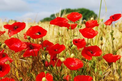 Close-up of red poppy flowers growing in field