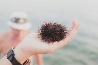 Close-up of person holding sea urchin