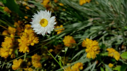 Close-up of white daisy blooming outdoors