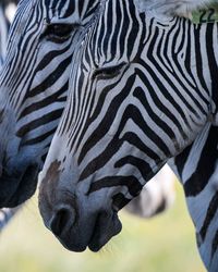 Close-up of zebra