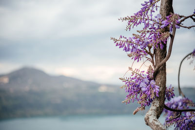 Blooming wisteria with lake and mountains at the background