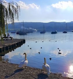 Swans swimming in lake against sky