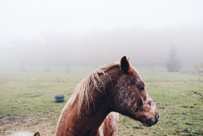 Horse on grassy field in foggy weather