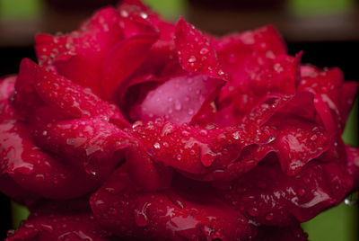 Close-up of wet red rose