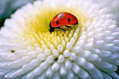 Close-up of lady bug on white flower 