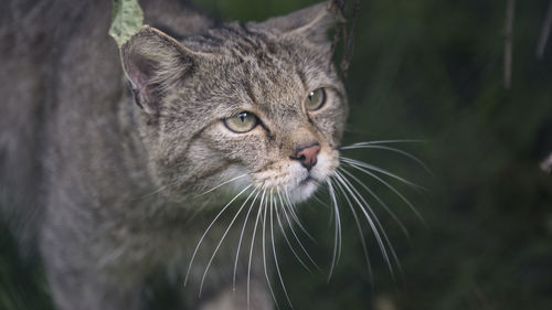 Close-up of cat