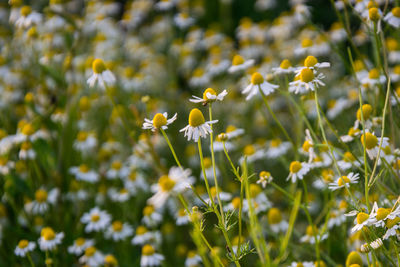 Close-up of yellow flower blooming in field