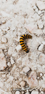 High angle view of butterfly on rock