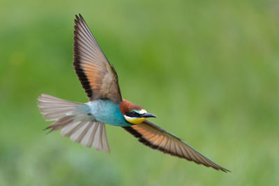 European bee eater bird flying merops apiaster in flight