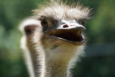 Close-up portrait of ostrich