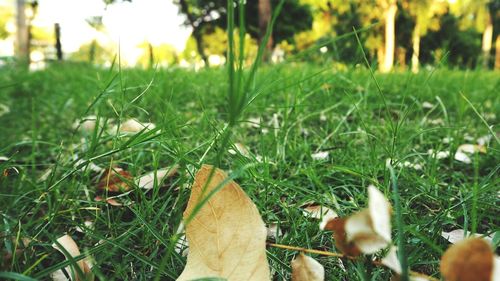 Low section of man standing on grass