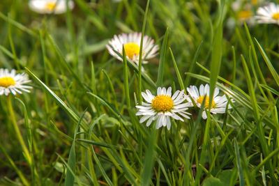 Close-up of white daisy flowers on field