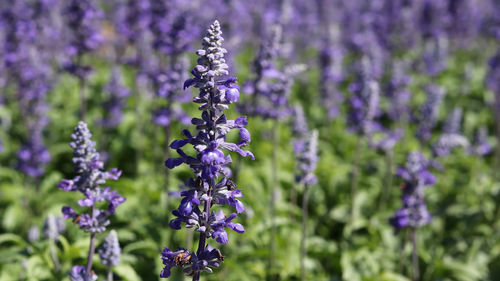 Close-up of purple flowering plant on field