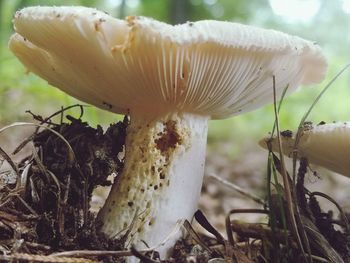 Close-up of mushroom growing on field