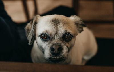 Portrait of dog at home