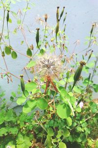 Close-up of thistle flowers