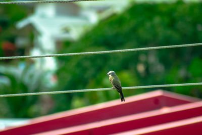 Bird perching on railing