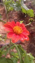 Close-up of red flower