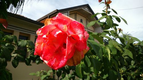 Close-up of red rose