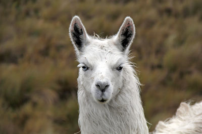 Blue eyed llama looks here