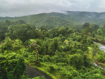 Scenic view of forest
