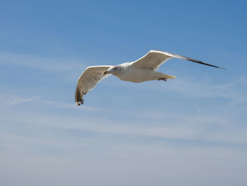 Low angle view of bird flying against sky