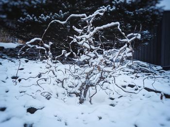 Close-up of snow covered tree on field