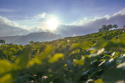 Scenic view of mountain against sky