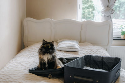 A fluffy cat sits in a suitcase on the bed.