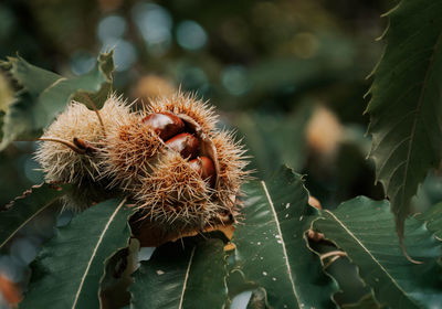 Chestnuts in husk on tree.