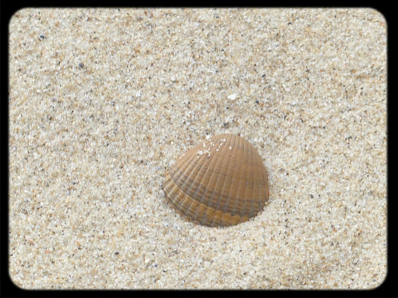 beach, sand, seashell, transfer print, shore, auto post production filter, high angle view, pebble, animal shell, stone - object, nature, shell, pattern, close-up, ground, textured, natural pattern, day, outdoors, no people